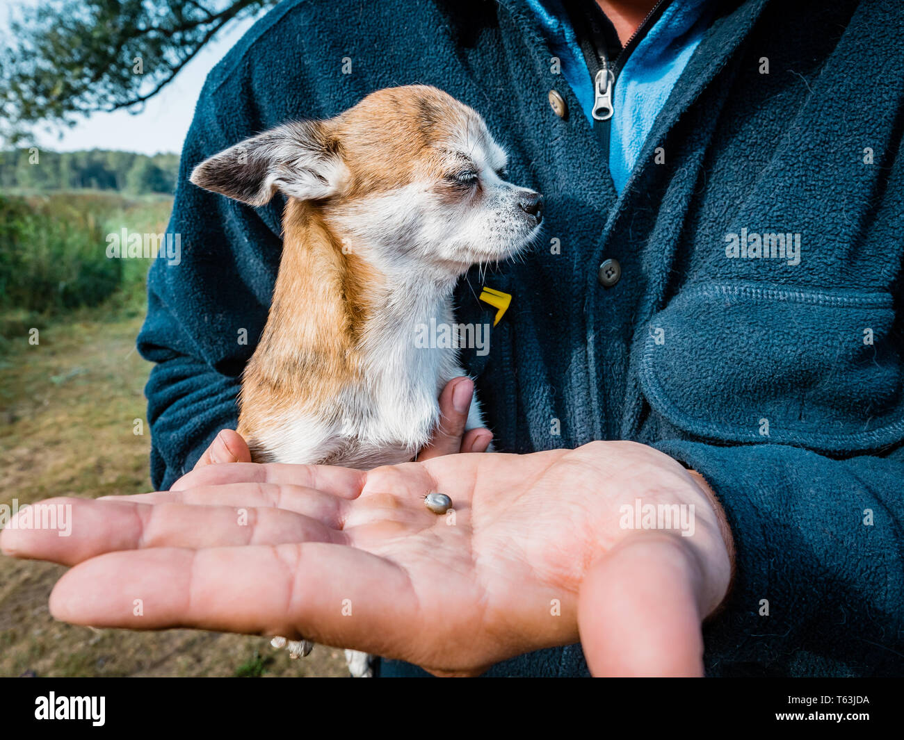 The tick with blood moves on the man hand close up, swollen