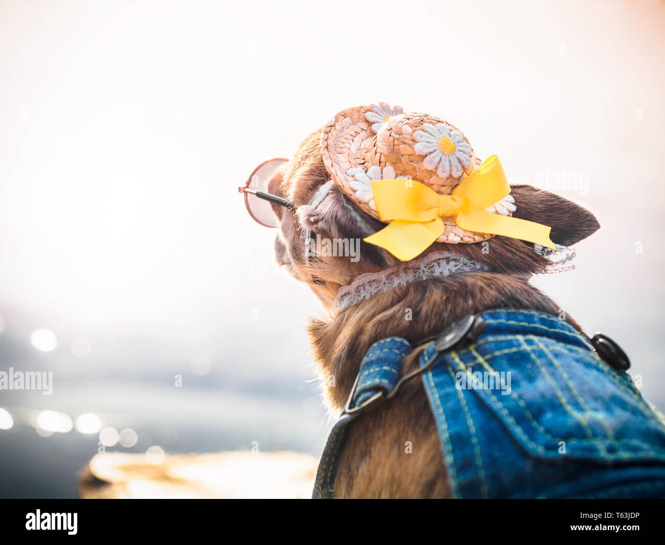 chihuahua hats and sunglasses