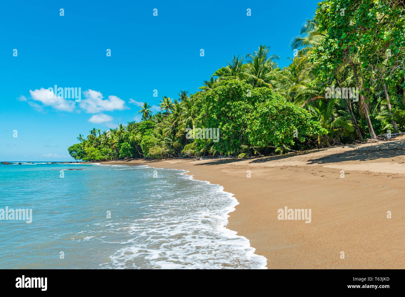 A Pacific Ocean wave on a tropical beach with tropical rainforest inside Corcovado national park, Osa Peninsula, Costa Rica, Central America. Stock Photo