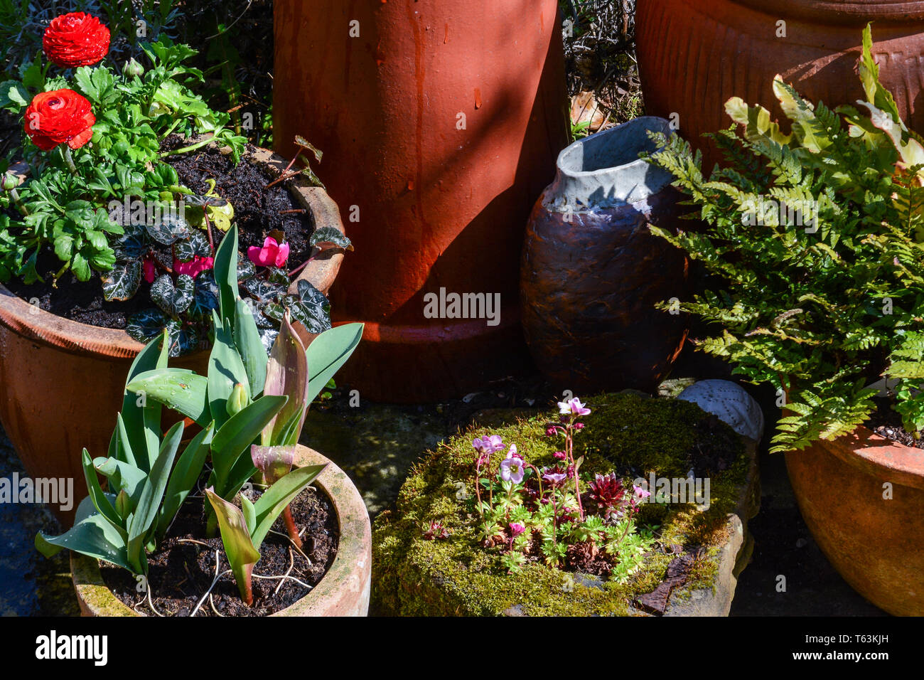 Potted plants outside on the garden patio Stock Photo