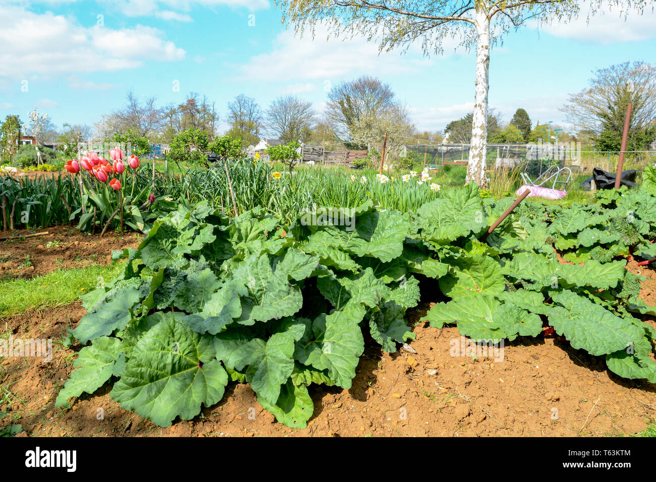 Rhubarb growing in a vegetable plot Stock Photo