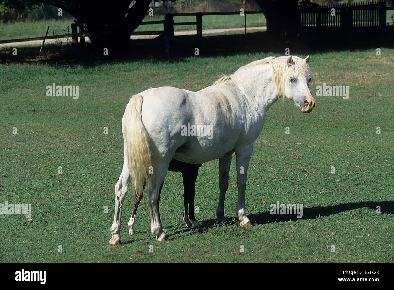 Australian pony hi-res stock photography and images - Alamy