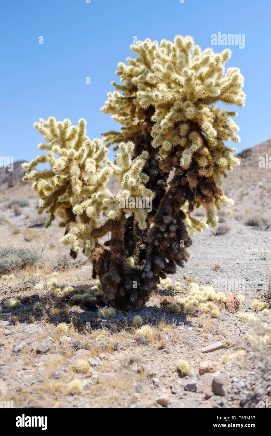 Teddy bear Cholla (Cylindropuntia bigelovii) cactus on a desert area in Arizona, USA Stock Photo