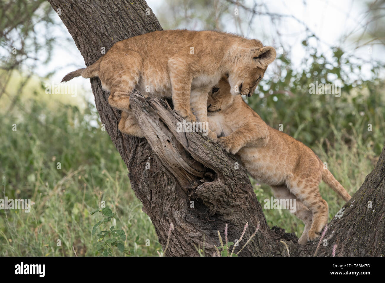 Lion cubs climbing in tree, Tanzania Stock Photo