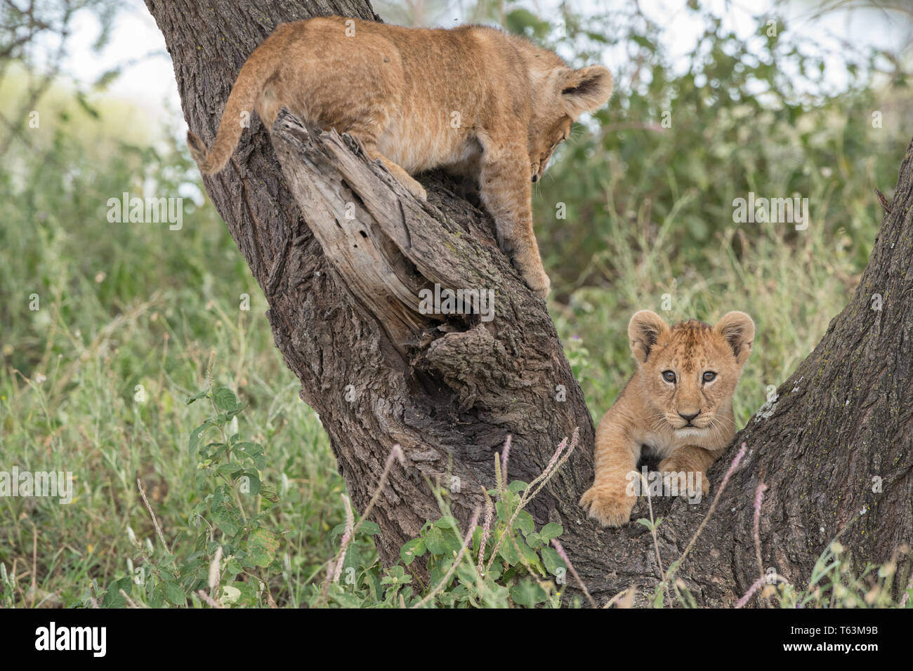 Tree climbing lion hires stock photography and images Alamy