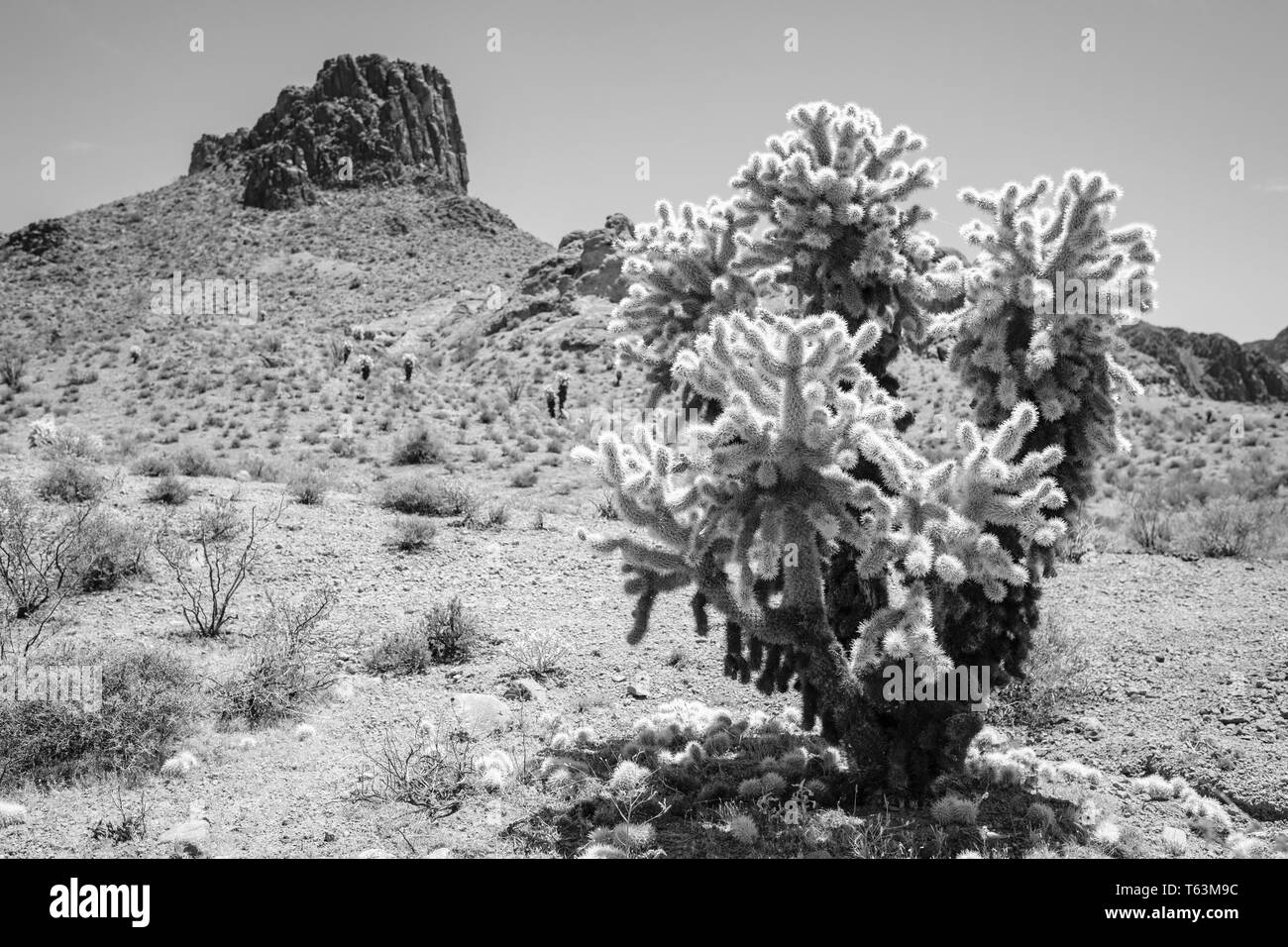 Black and white picture of Teddy bear Cholla (Cylindropuntia bigelovii) cactus on a desert area in Arizona, USA Stock Photo