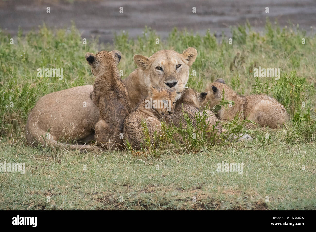 Lion family in the rain, Tanzania Stock Photo