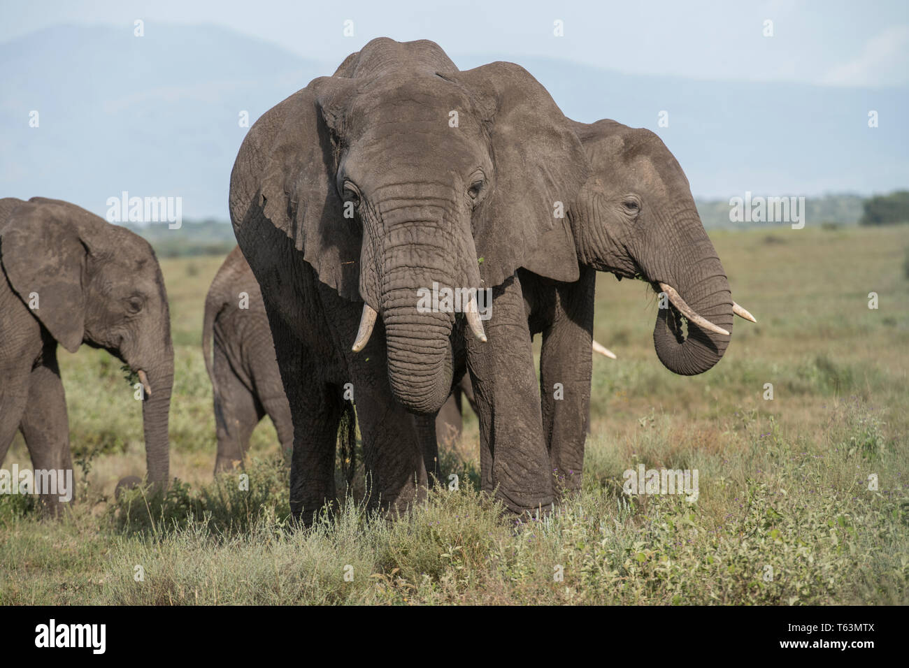 Elephants in Ngorongoro Conservation Area, Tanzania Stock Photo
