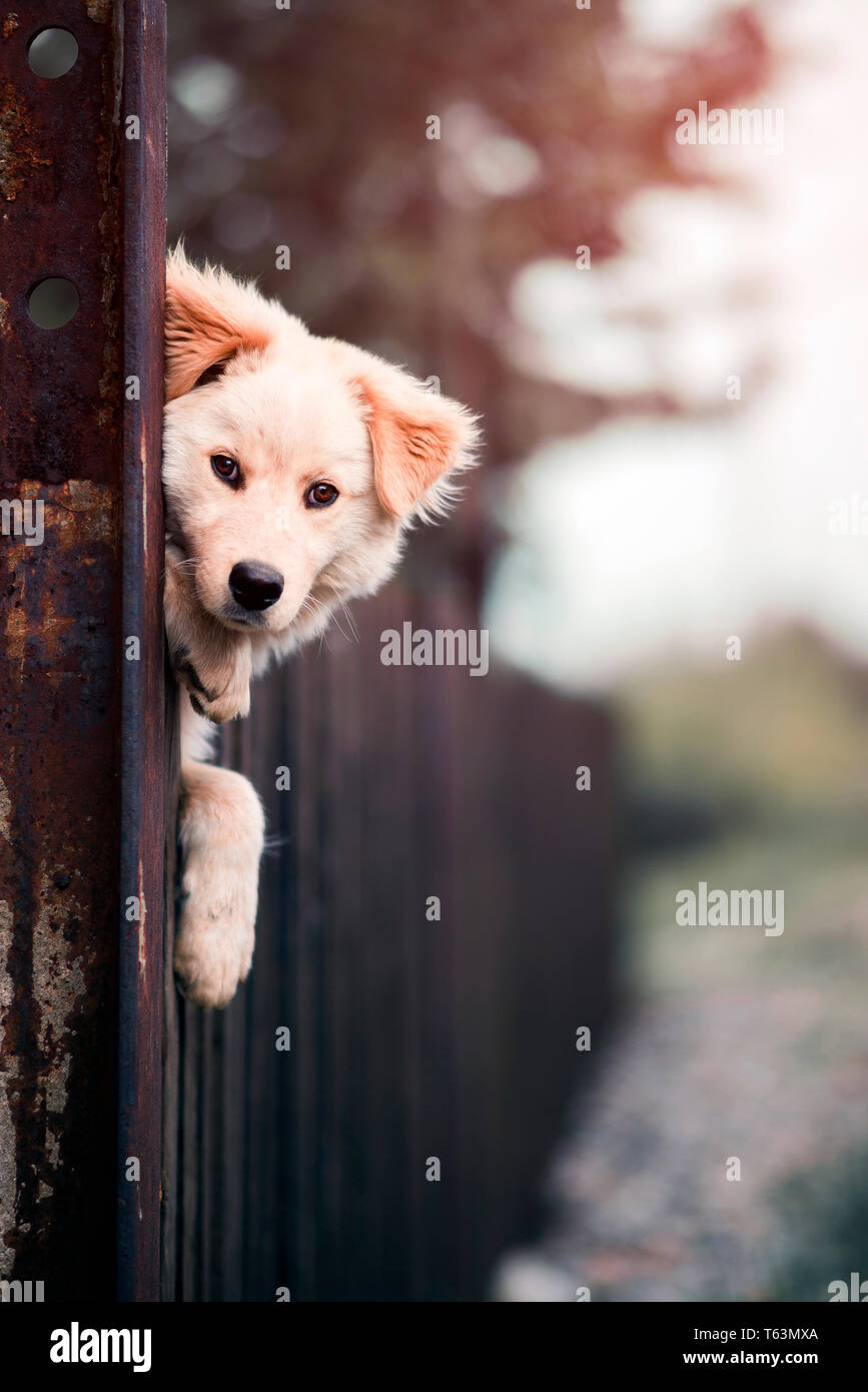 Cute dog peeking over the fence Stock Photo