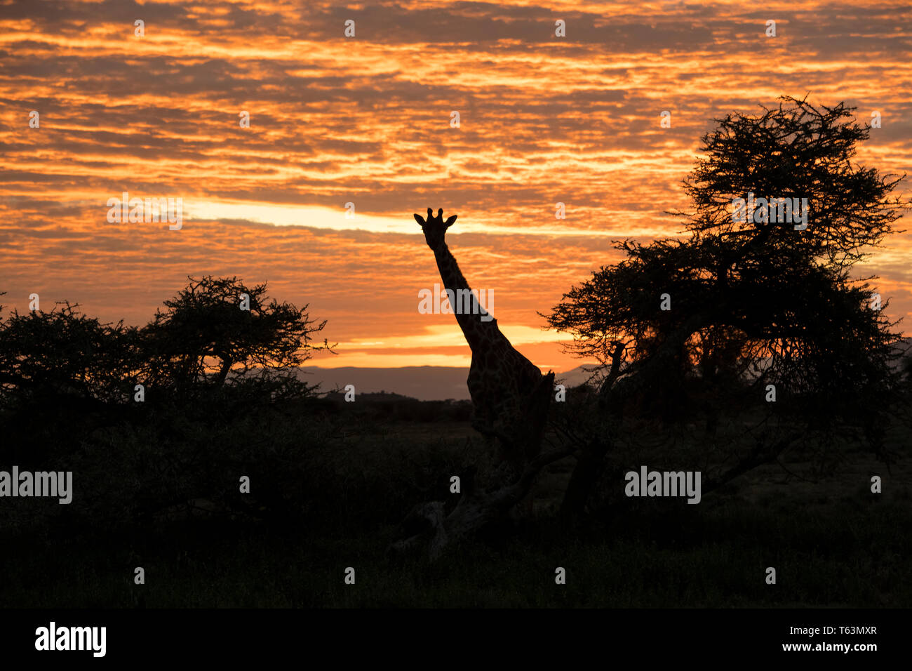 Giraffe at sunrise, Ngorongoro Conservation Area, Tanzania Stock Photo