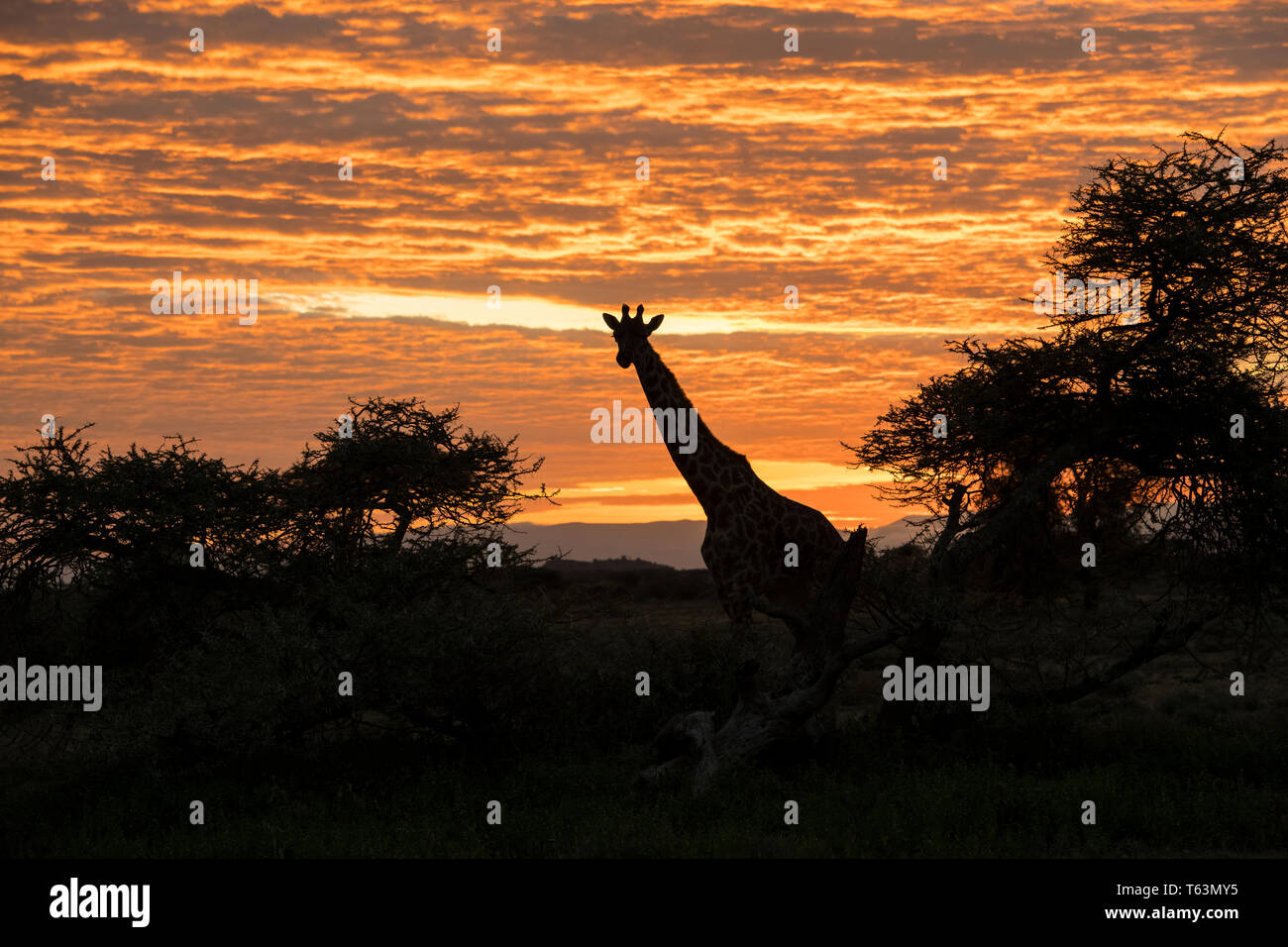 Giraffe at sunrise, Ngorongoro Conservation Area, Tanzania Stock Photo