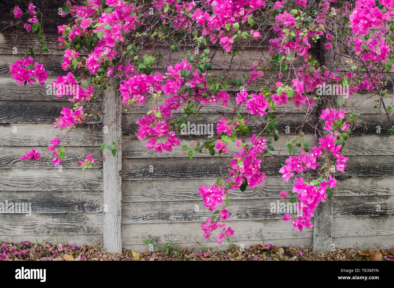 Fence with colorful pink bougainvillea flowers Stock Photo