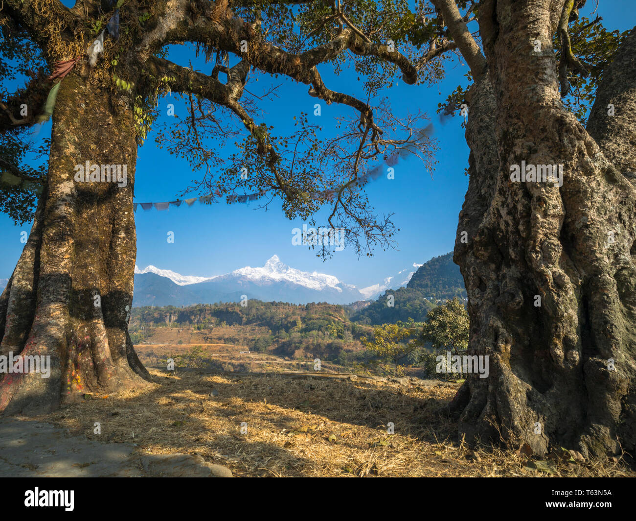 Two Pee pal Trees in between trees long view Fishtail mountain in Nepal Stock Photo