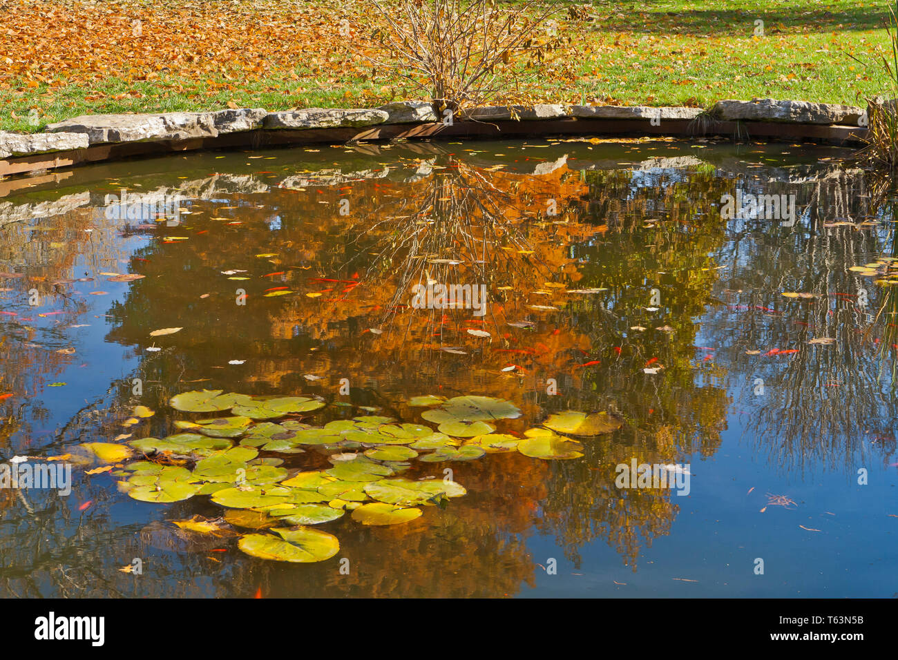 Bright red goldfish in a small pond at the Missouri Botanical Garden with water lily pads and the reddish-brown autumn foliage of a bald cypress refle Stock Photo