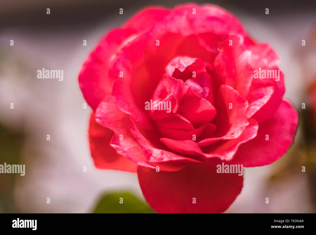 Red Rose soft buds close up Stock Photo - Alamy