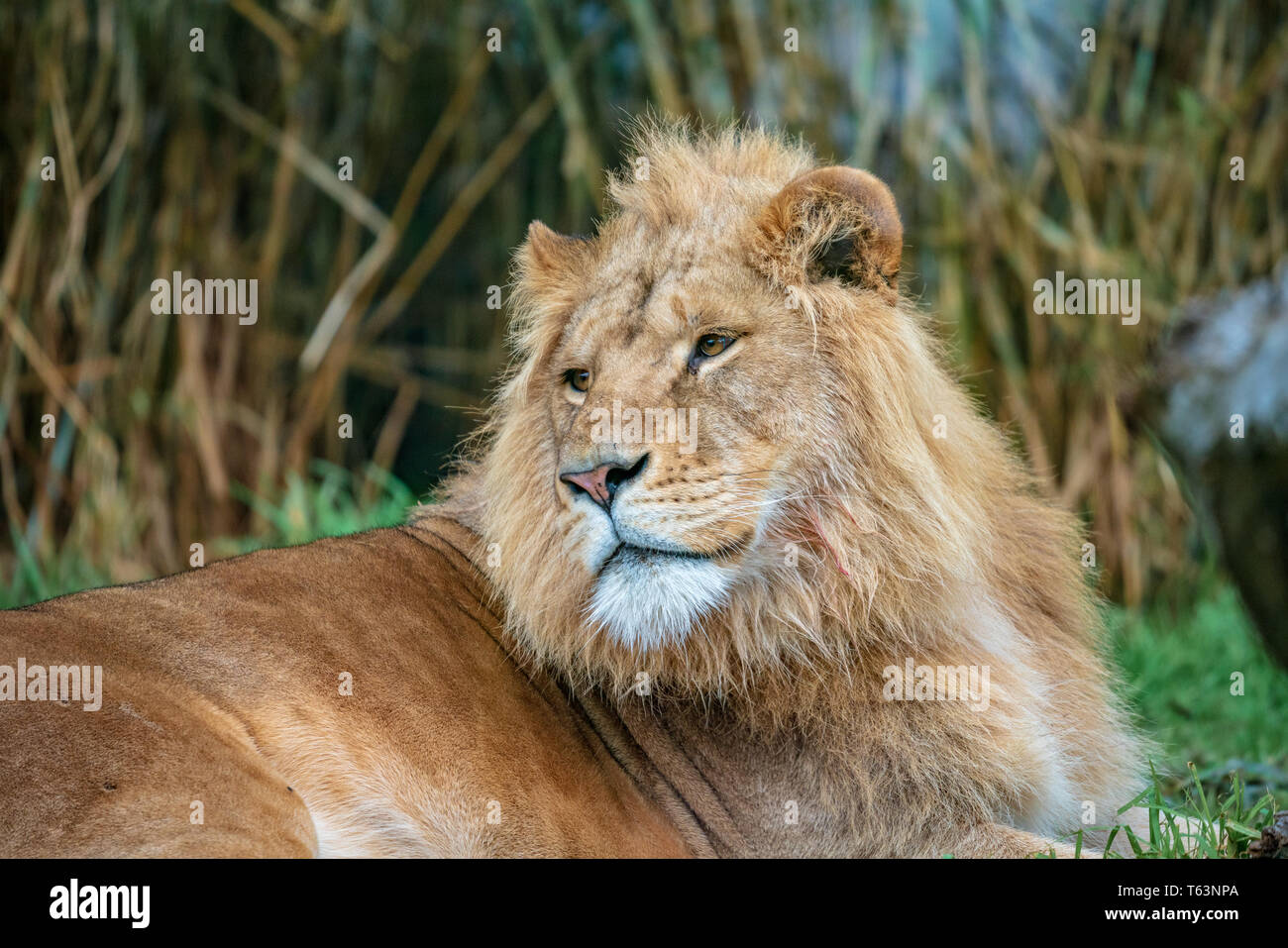 Animals at Melbourne Zoo Stock Photo