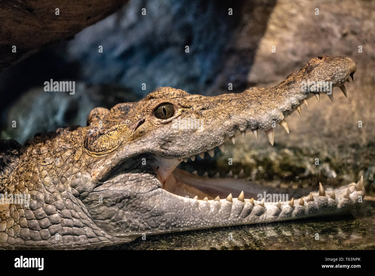 Animals at Melbourne Zoo Stock Photo Alamy