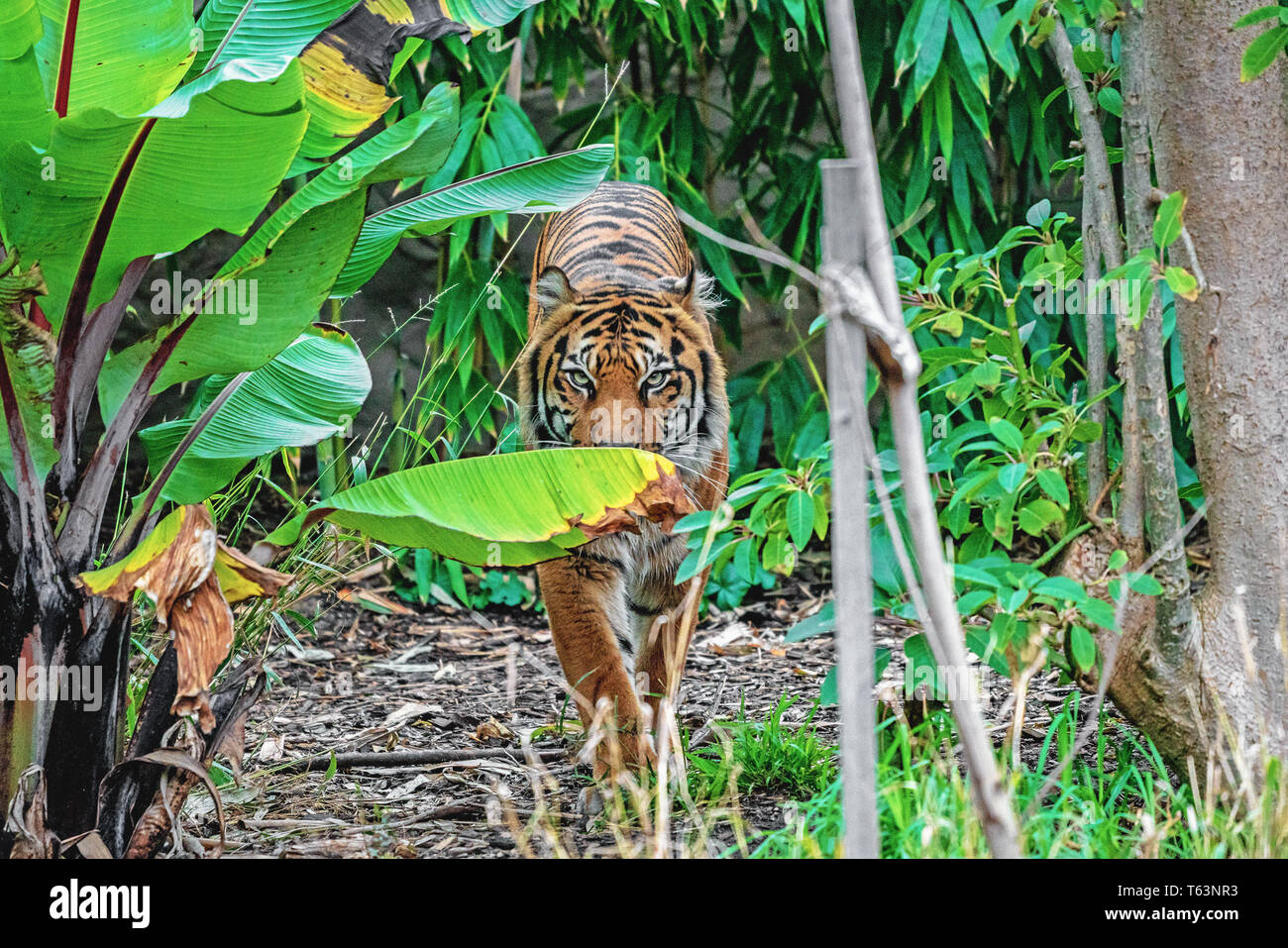 Animals at Melbourne Zoo Stock Photo Alamy