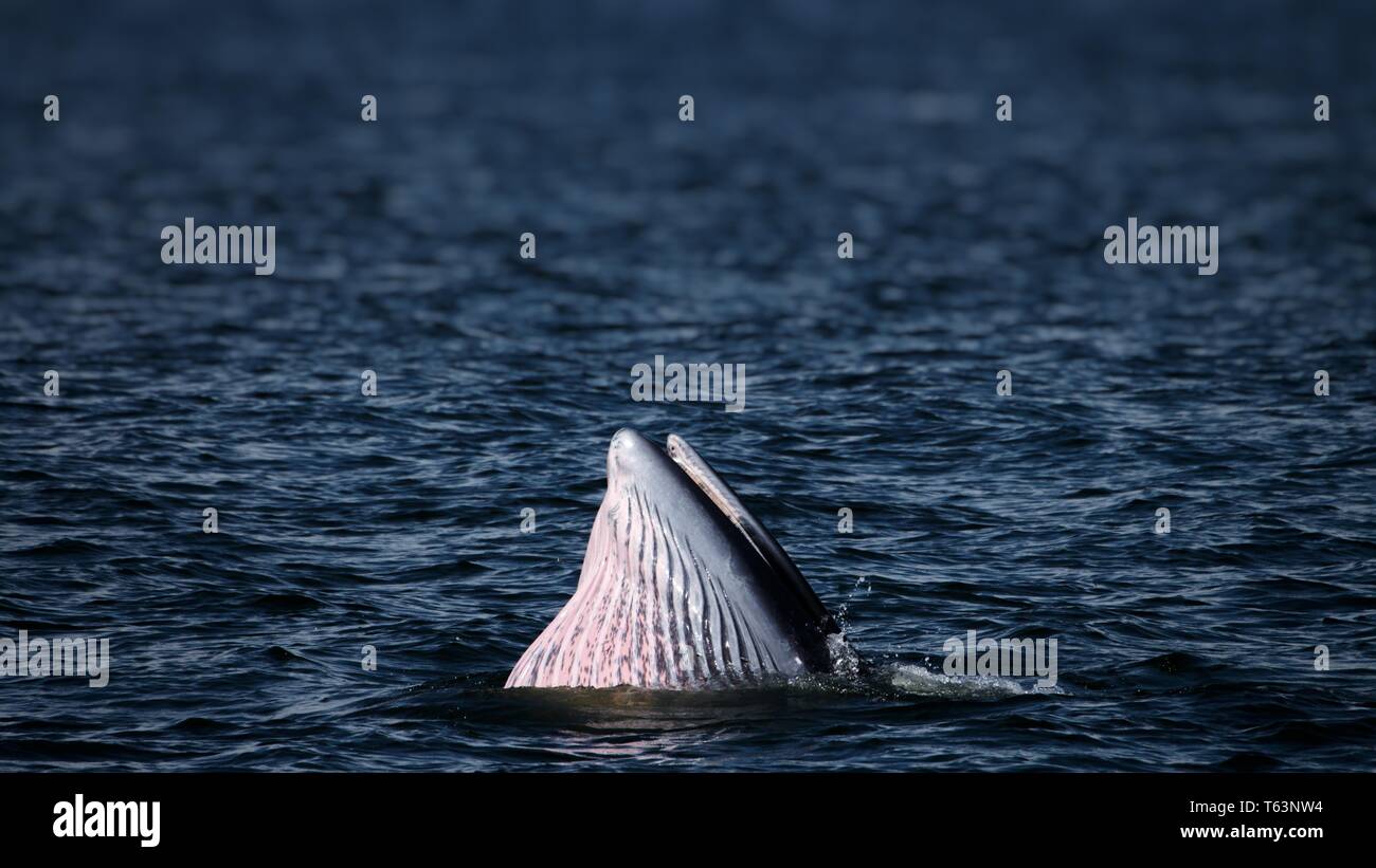 bryde's whale feeding in the ocean. members of the baleen whale family Stock Photo