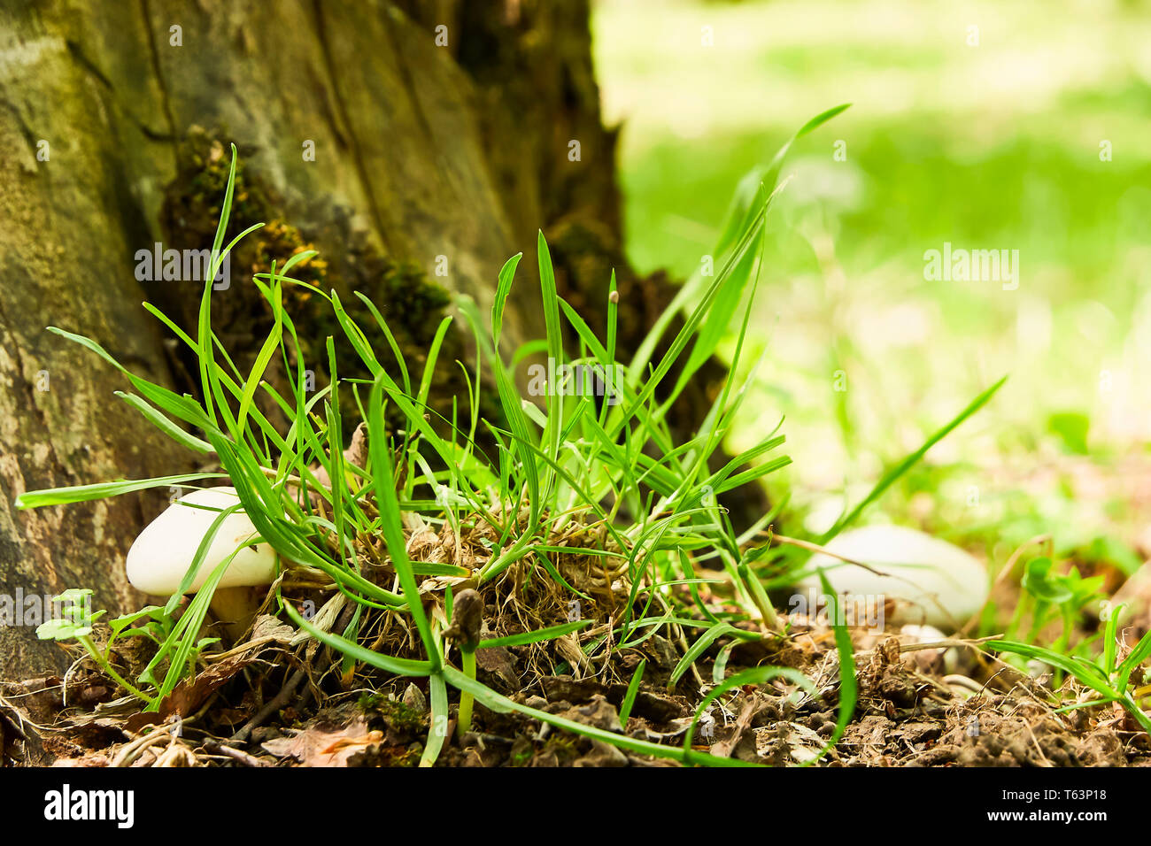Mushroom grows near forest hi res stock photography and images Alamy