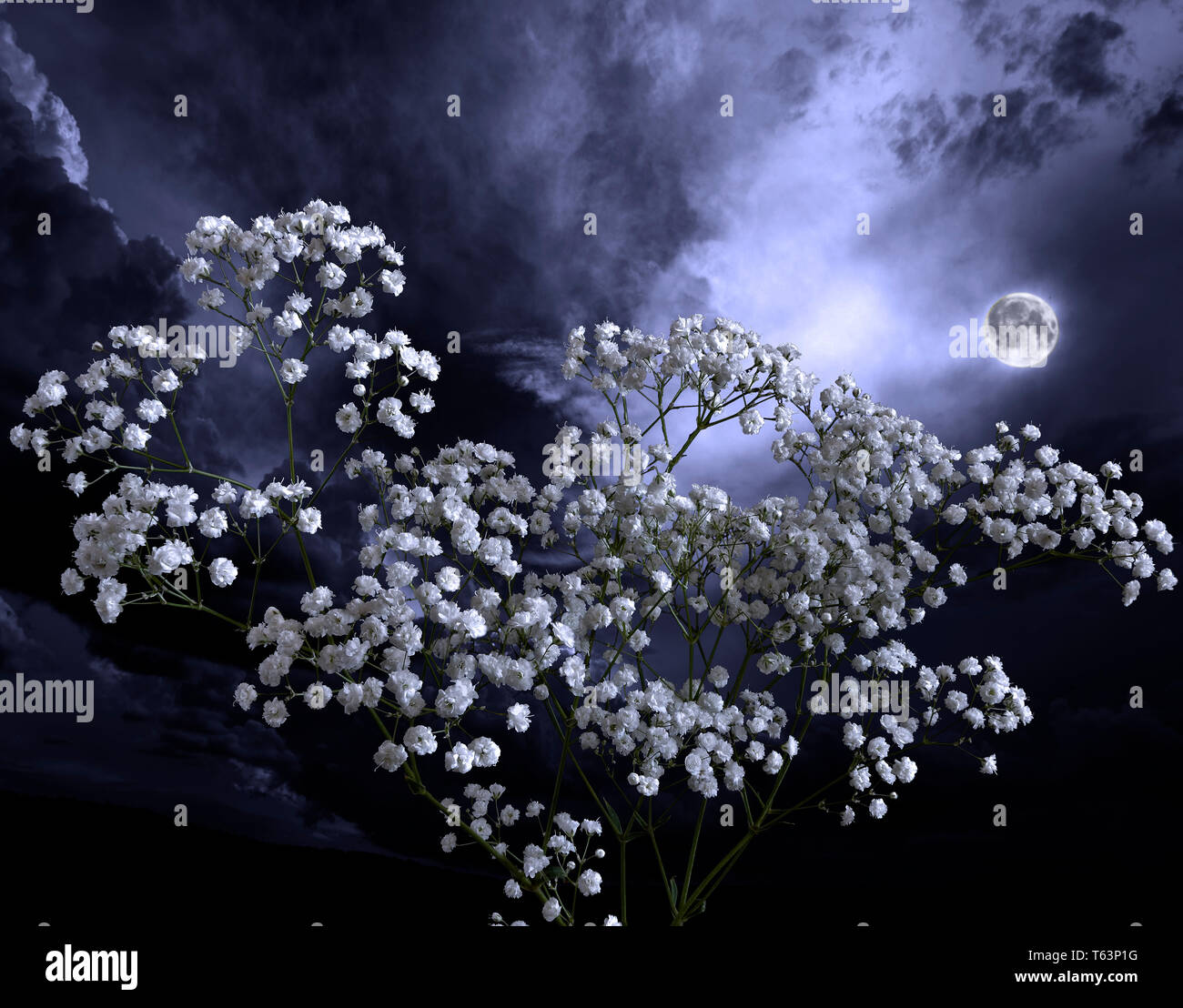 Summer moon night in the blossoming garden. Full moon glowing over white yarrow or milfoil (Achillea ptarmica) flowers. Romantic floral background Stock Photo