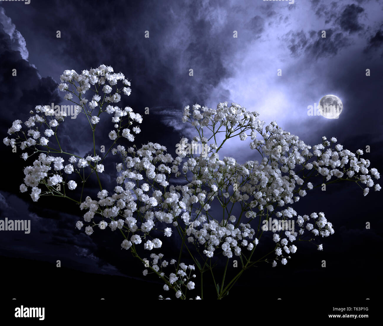 Summer Moon Night In The Blossoming Garden Full Moon Glowing Over 