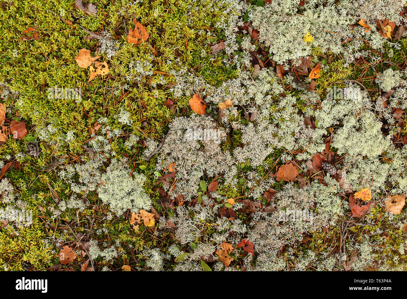 Colorful moss background - polytrichum formosum. At the forest floor Stock Photo