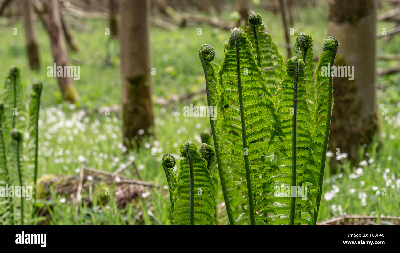 Sunlight over green and growing fern meadow in forest. Stock Photo