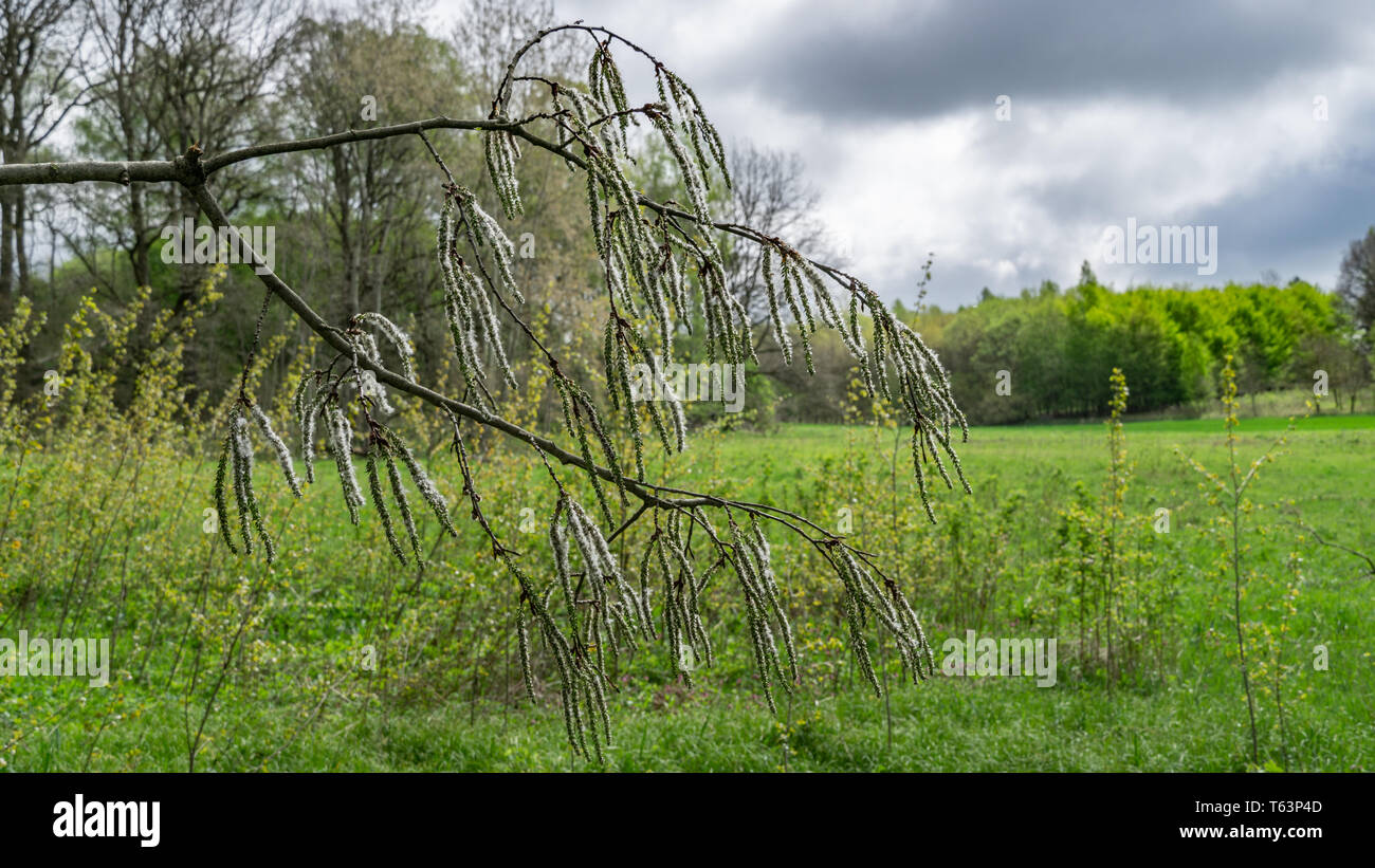 Poplar fluff that spreads in springtime and cause allergies for some people. Stock Photo