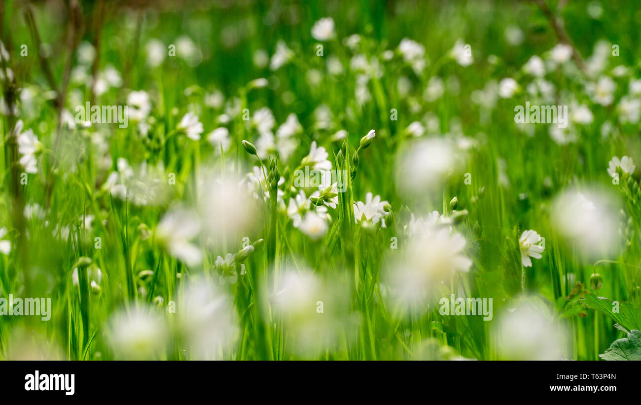 Meadow full of beautiful and white chickweed flowers Stock Photo