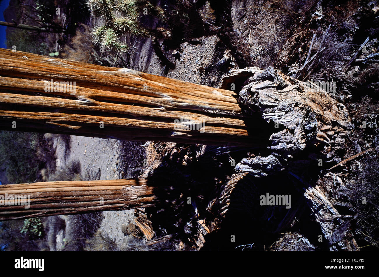 Saguaro cactus death Stock Photo Alamy