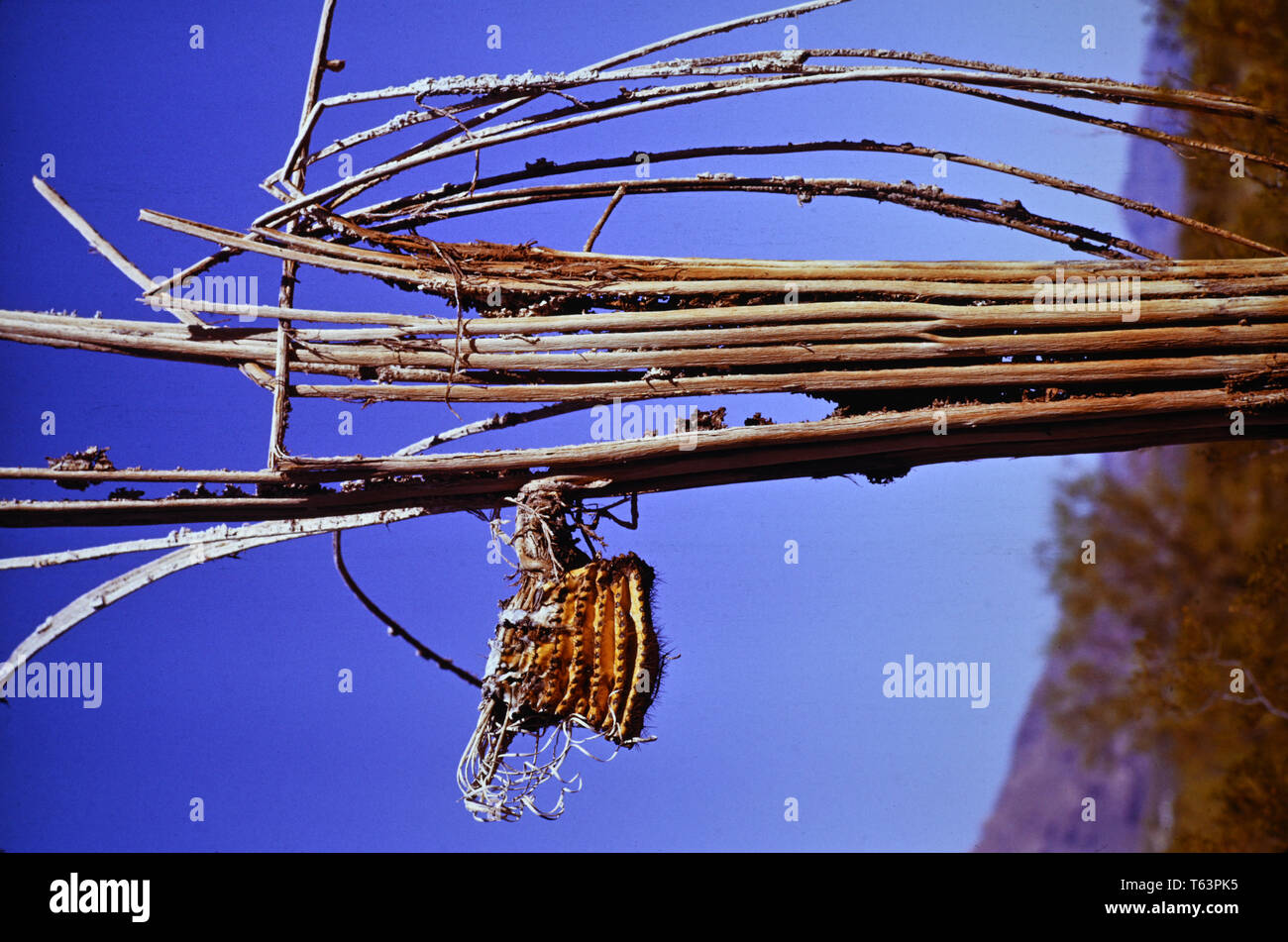 Death of Saguaro Cactus Stock Photo Alamy