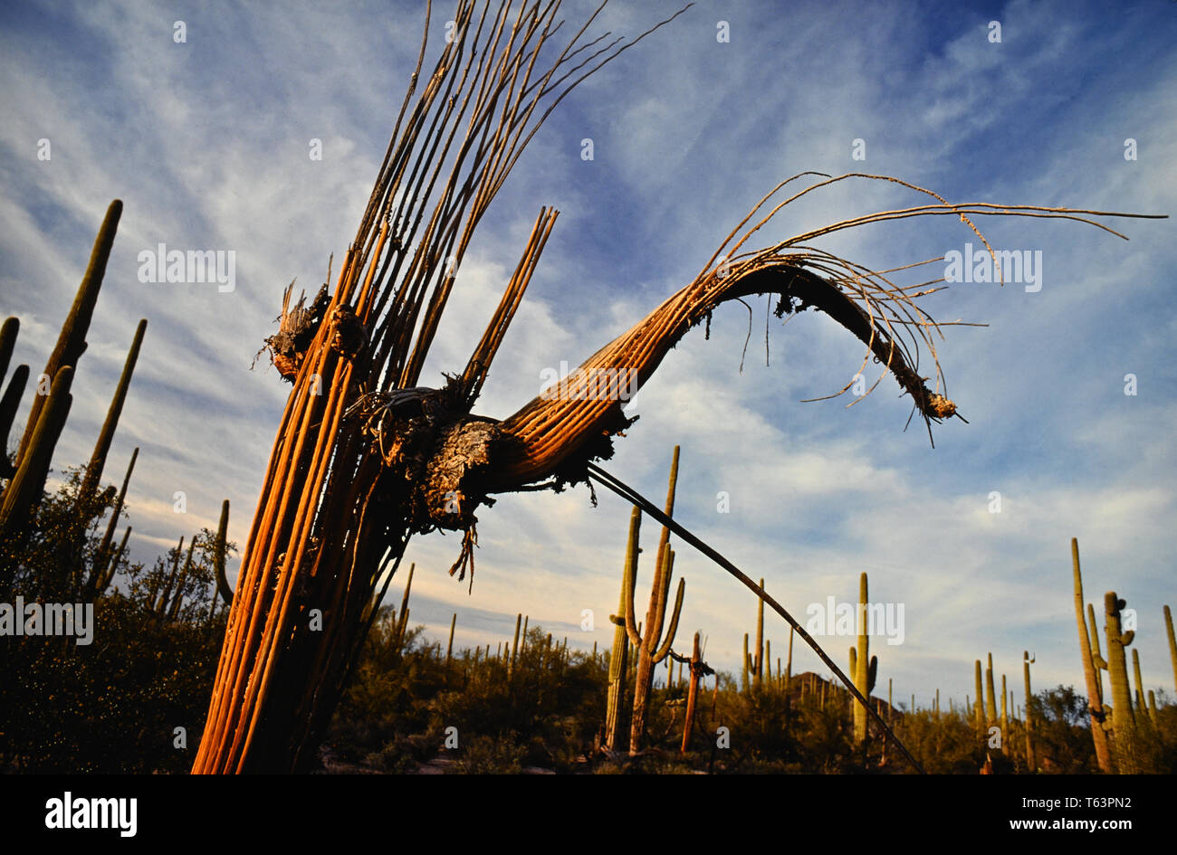 Saguaro cactus death Stock Photo Alamy