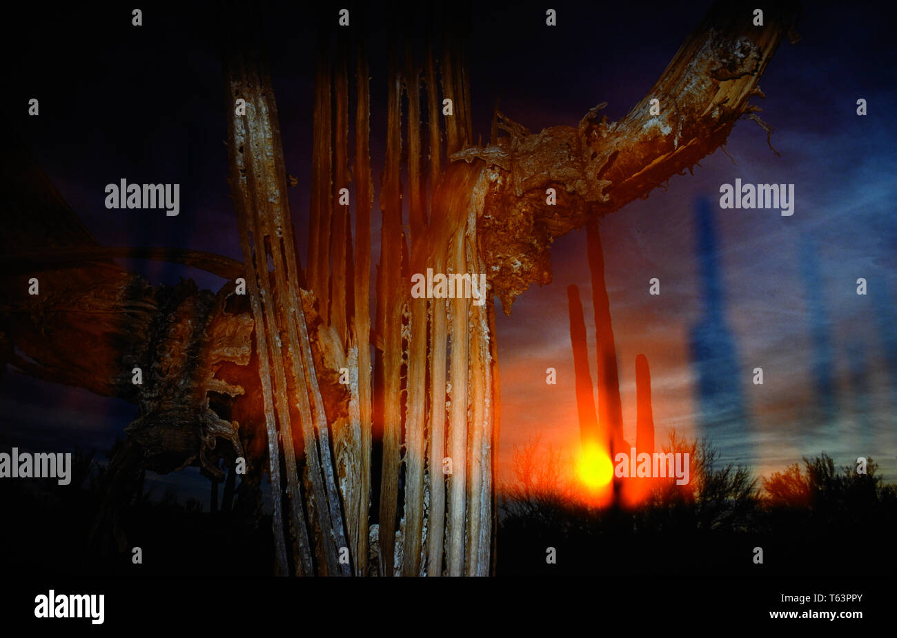 Saguaro cactus death Stock Photo