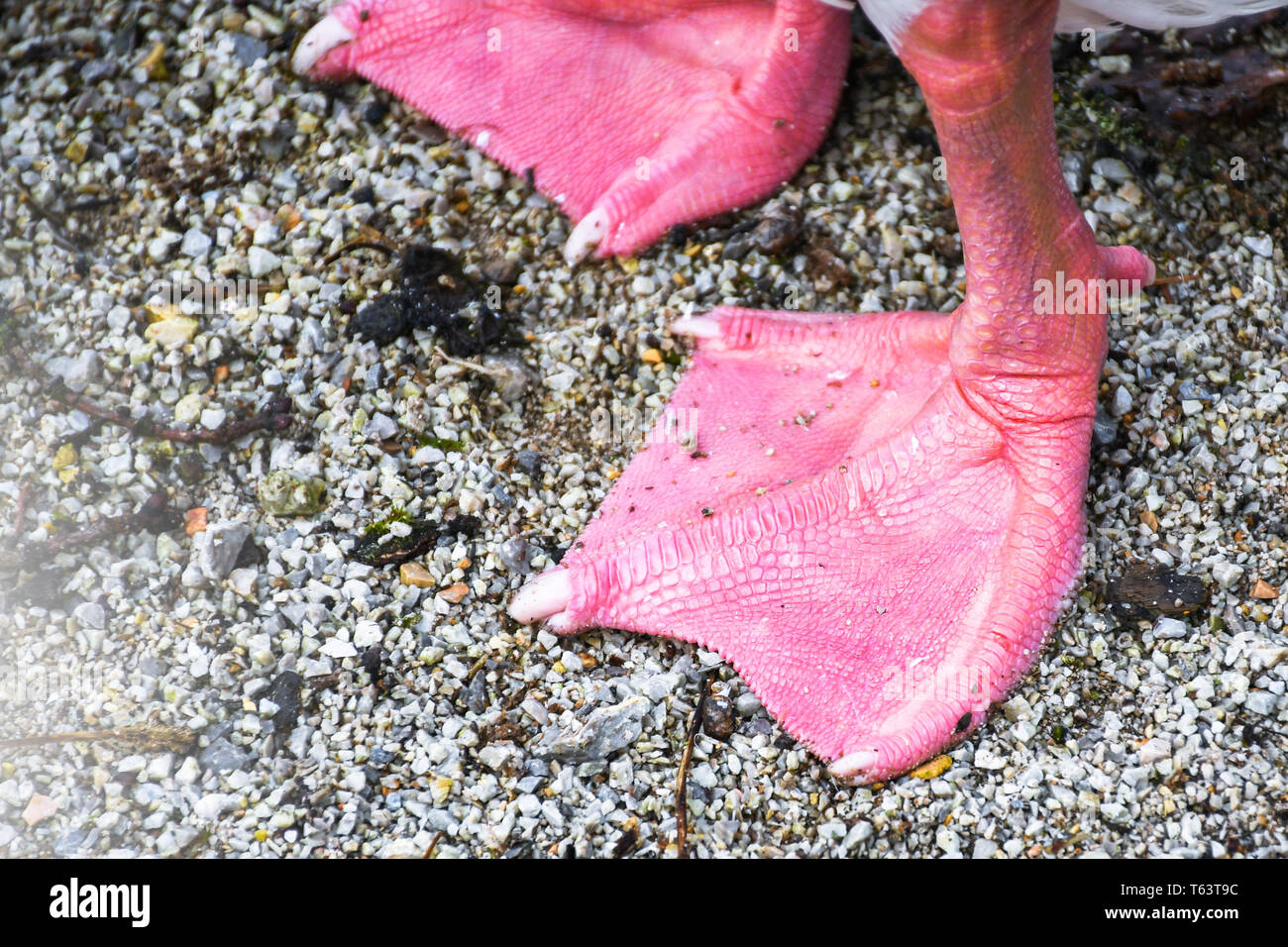 Vibrant colorful duck swimming legs on sand close up details Stock ...