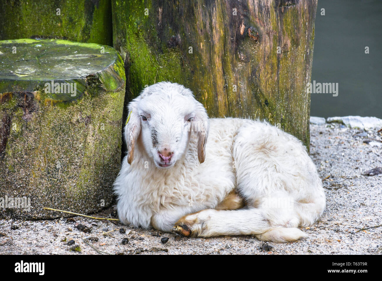 Young cute small baby snow white sheep resting on the sandy floor close to the tree trunk Stock Photo