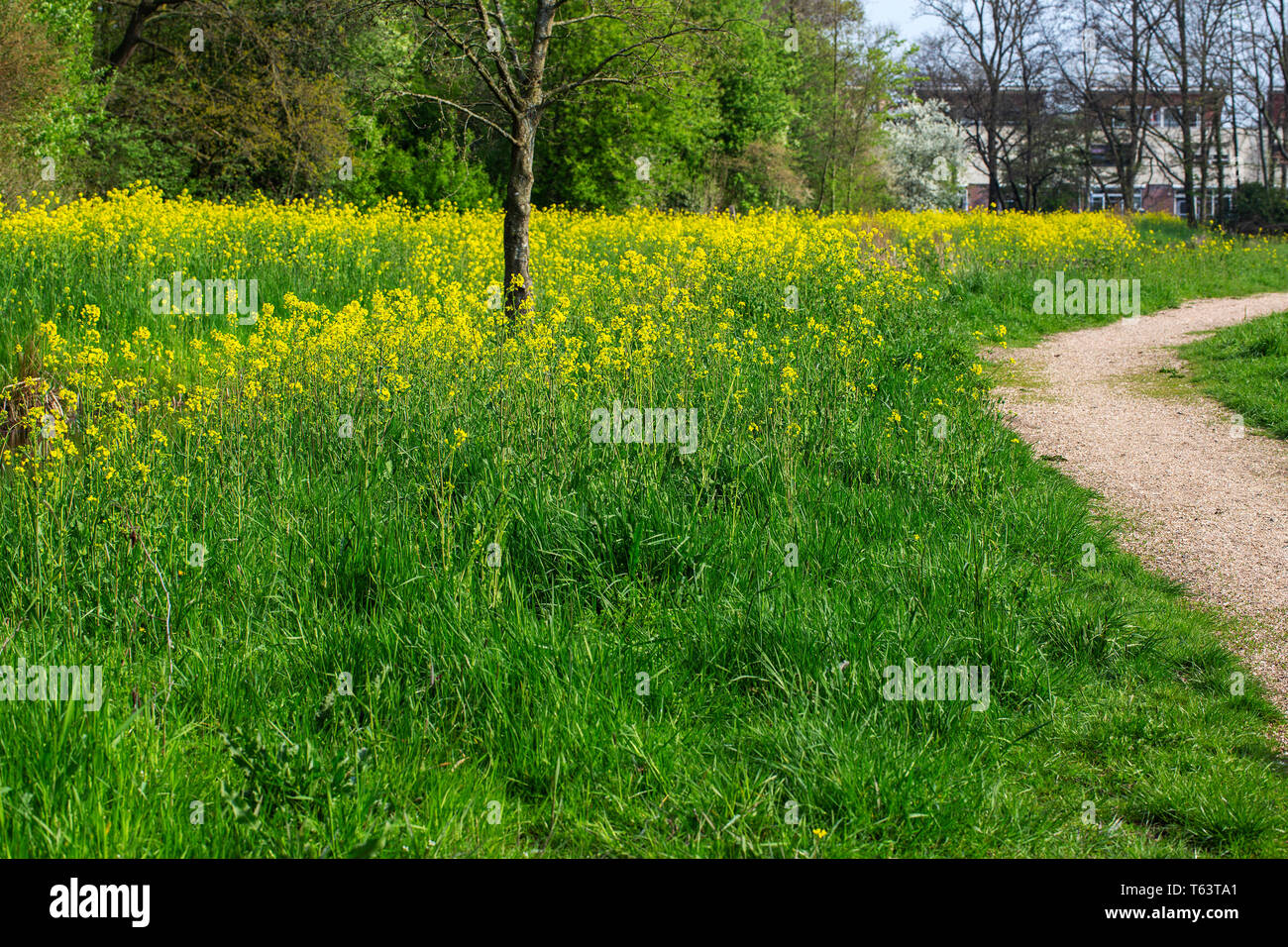 Footpath bordered by Flowering Field Mustard (Brassica rapa) Stock Photo