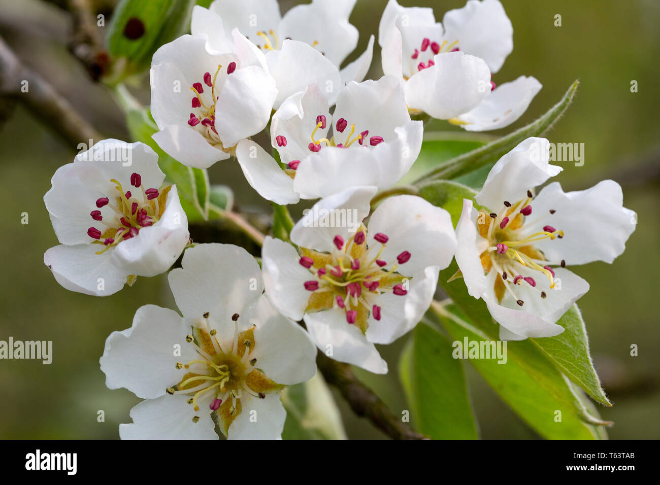 Blossom of pear tree (Pyrus sp.) Stock Photo