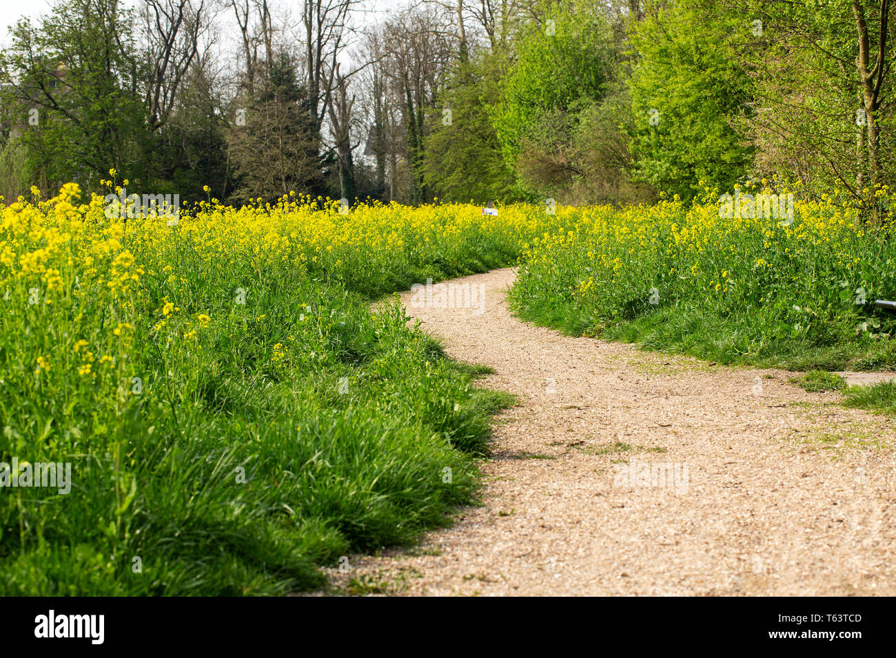 Footpath bordered by Flowering Field Mustard (Brassica rapa) Stock Photo