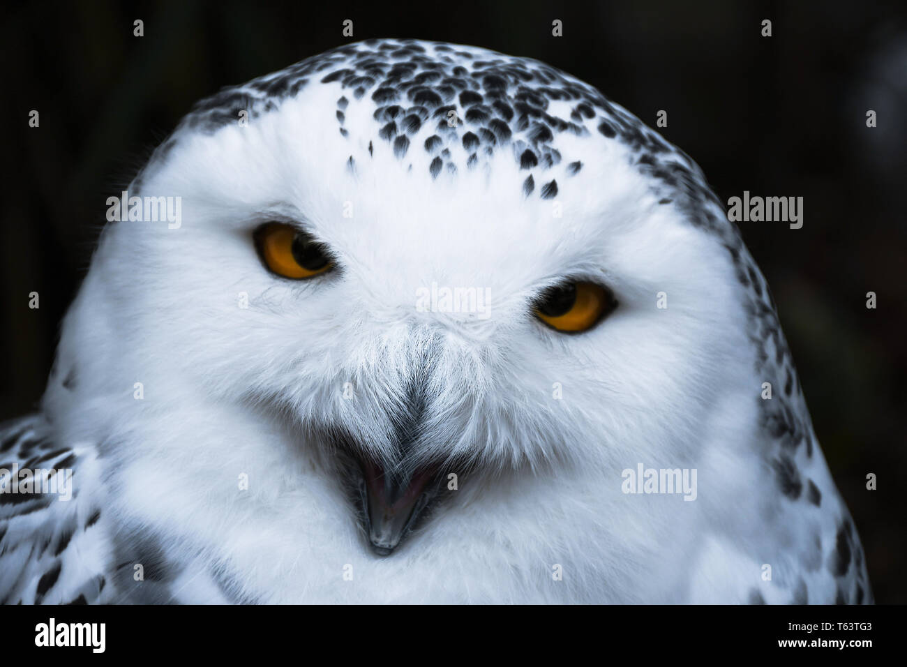 Cute Snowy Owls With Blue Eyes