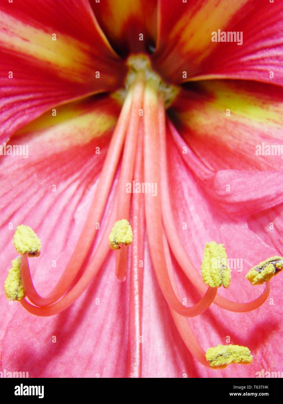 Amaryllis amarylis hi-res stock photography and images - Alamy