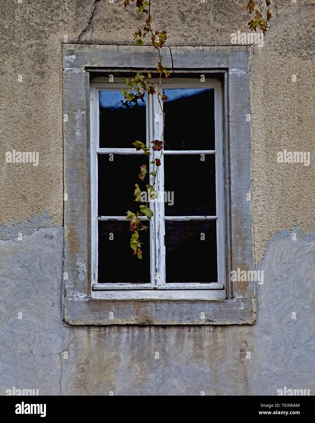 Window with vine tendril Stock Photo