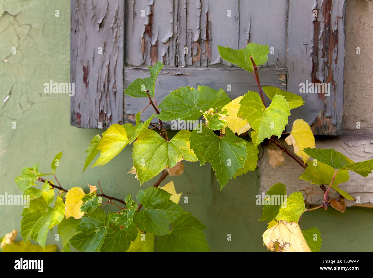 Detail of a window with vine tendril Stock Photo