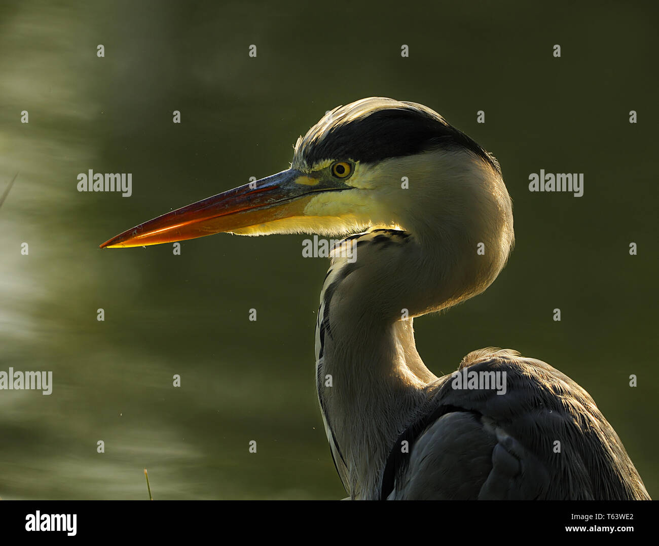 grey heron, Ardea cinerea Stock Photo