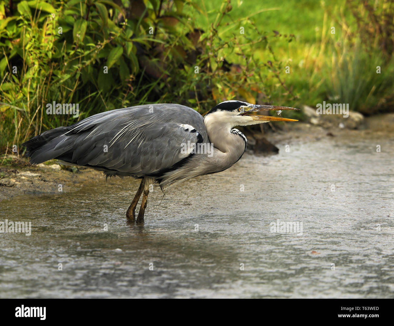 grey heron, Ardea cinerea Stock Photo