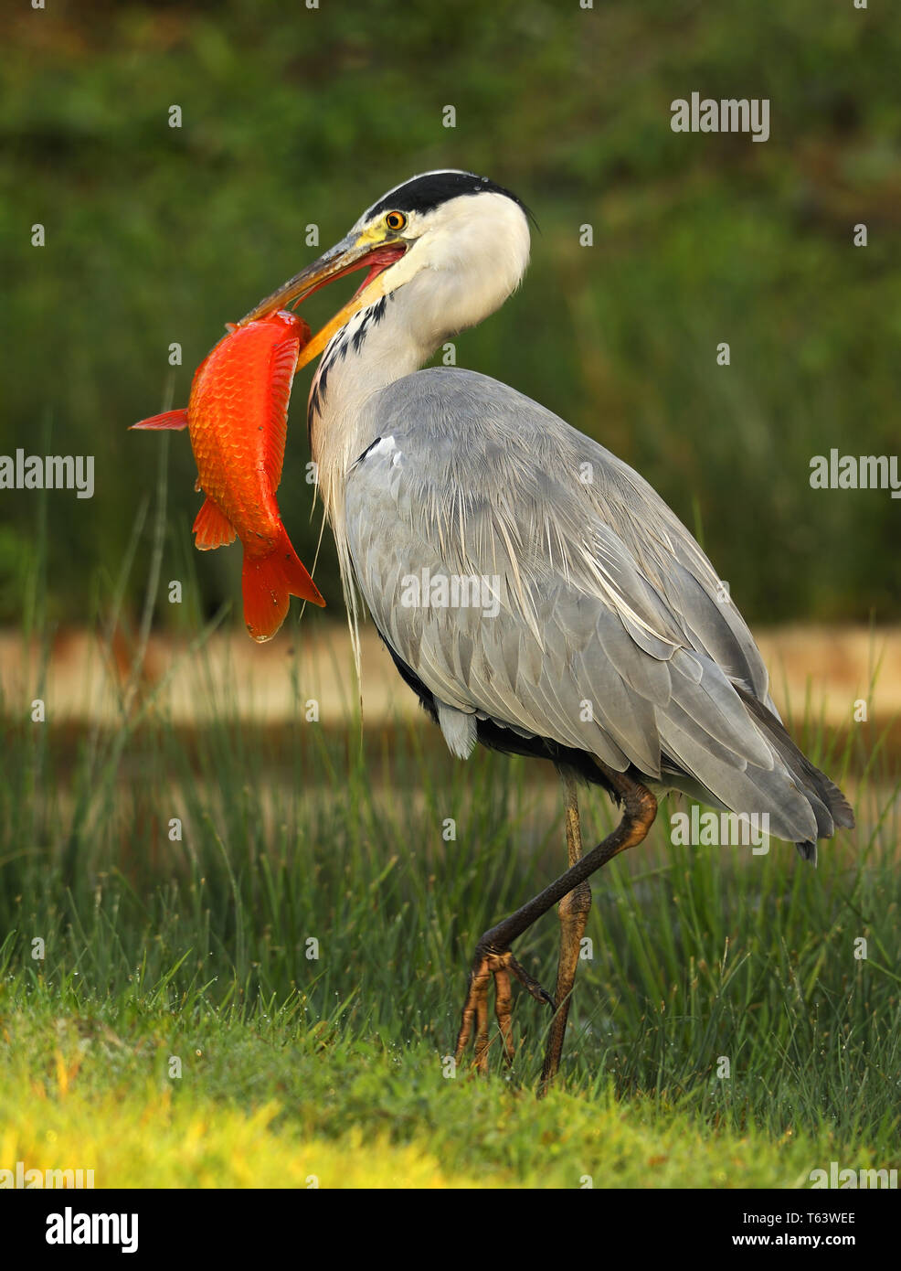 grey heron, Ardea cinerea Stock Photo