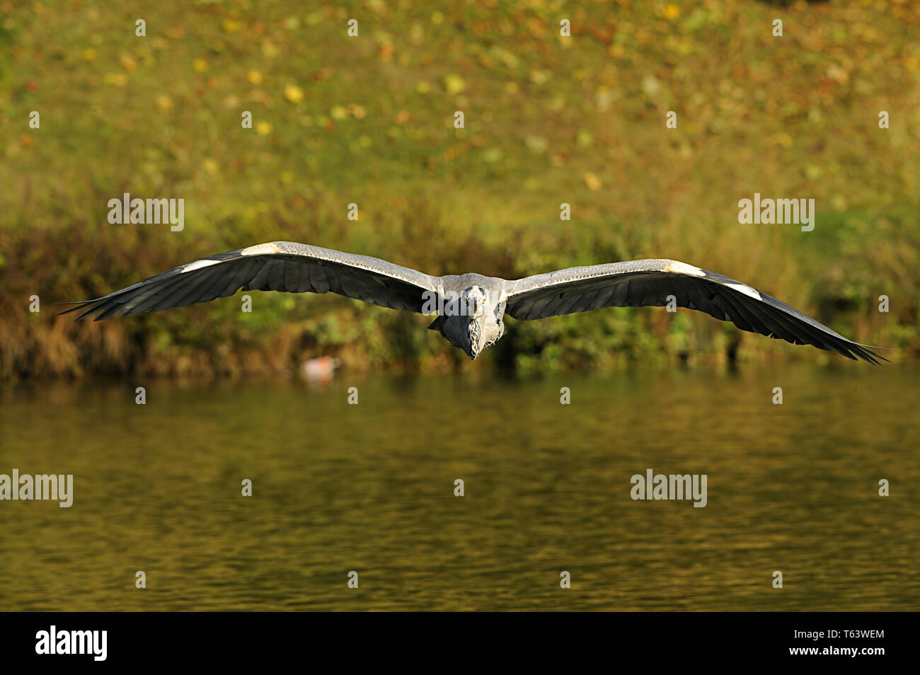 grey heron, Ardea cinerea Stock Photo