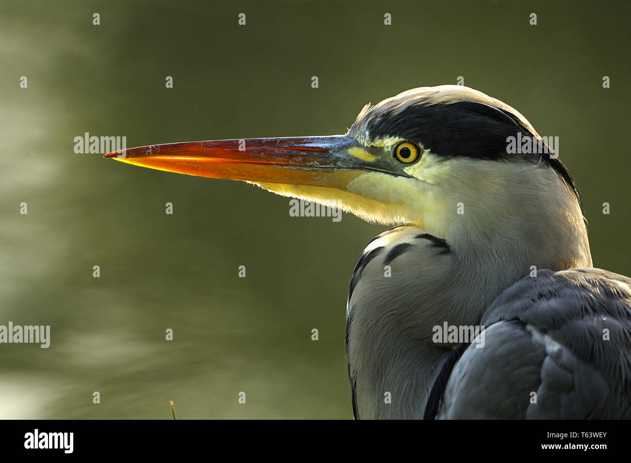 grey heron, Ardea cinerea Stock Photo