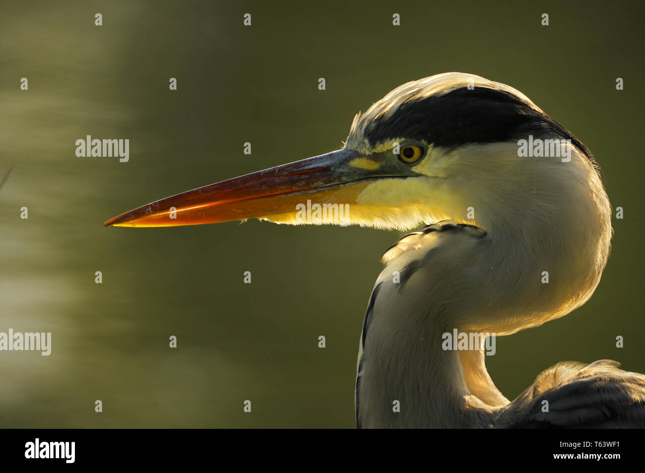 grey heron, Ardea cinerea Stock Photo