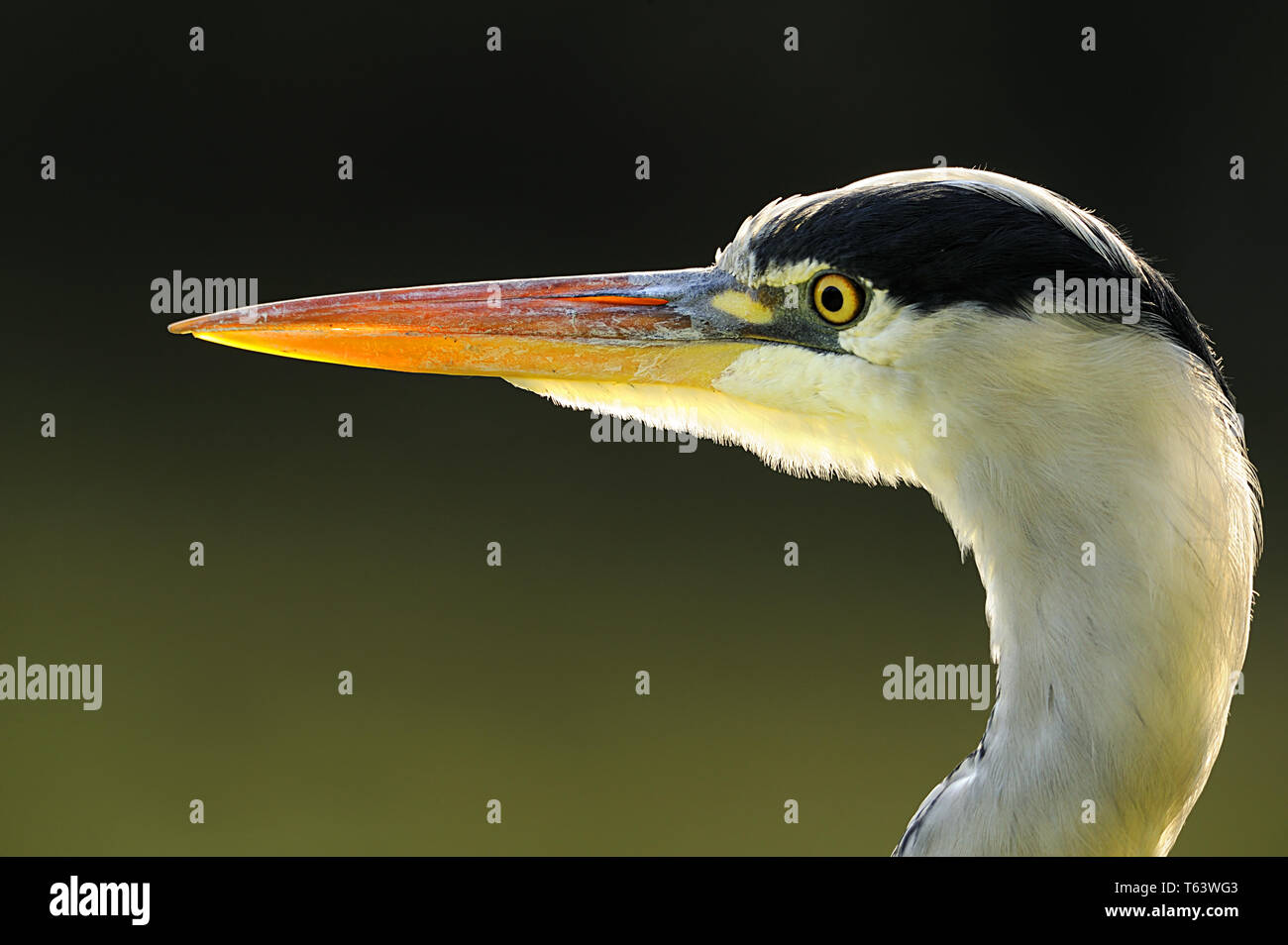 grey heron, Ardea cinerea Stock Photo